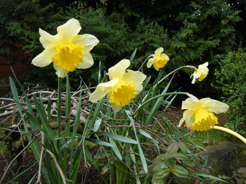 DSCF0445 JONQUILLES