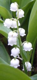 Brin de muguet