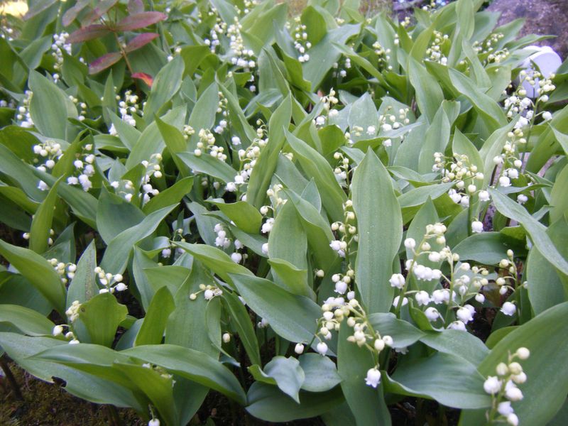 Copie de DSCF0575.JPG champ de muguet